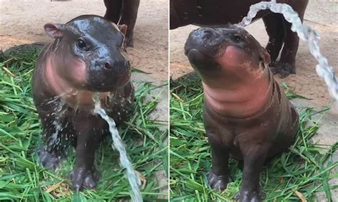 Pygmy Hippopotamus Size