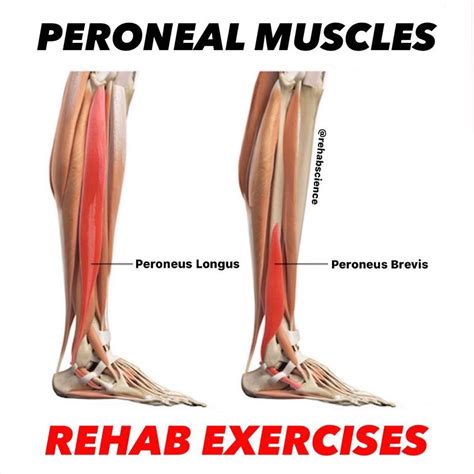 Peroneus Longus Stretch