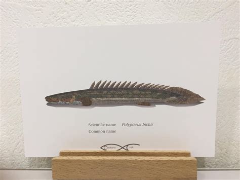 Polypterus bichir Drawing Postcard | Osakanacraft