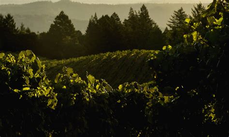 Palmaz Vineyards – Napa Valley Winery - Cabernet Sauvignon, Chardonnay