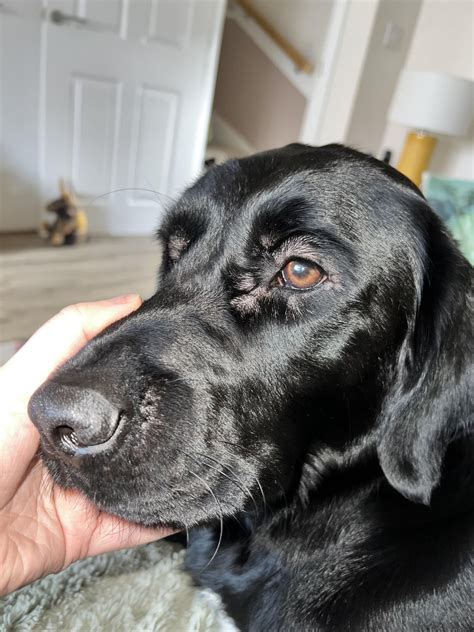 Dogs face swollen around eyes & muzzle : r/DogAdvice