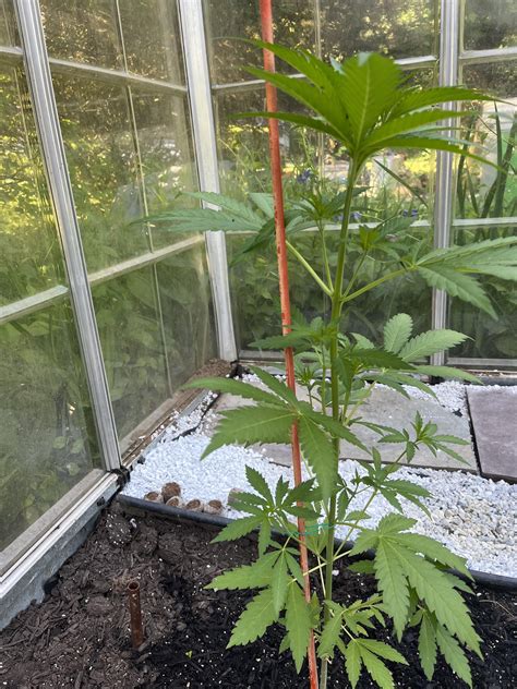 Tried the “copper in soil” thing to see if it worked, and holy cow! The ...