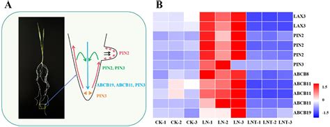 Nitrate Starvation Induces Lateral Root Organogenesis in Triticum ...