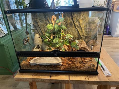 Image result for Ball Python Tank Requirements