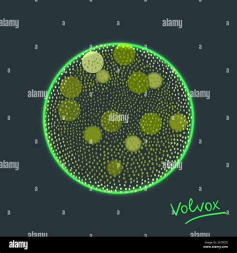 Vector illustration of Volvox -polyphyletic genus of chlorophyte green algae living in ponds ...
