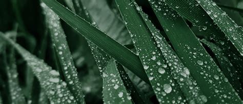 शिष्य परमेश्वर की आराधना करते हैं - लिग्निएर मिनिस्ट्रीज़