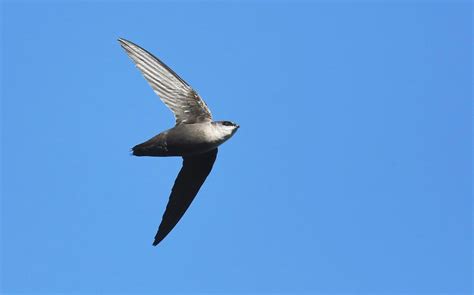Chimney Swifts: the experts of movement — Southern Wisconsin Bird Alliance