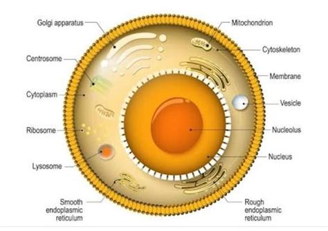 Comment on cell - cell interaction. - Brainly.in