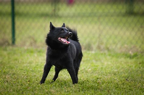20 Black Dog Breeds | PetMD