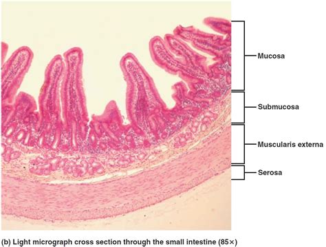 Alimentary canal organs, length, parts, layers & functions