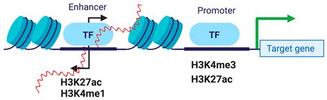 Emerging Roles of Estrogen-Regulated Enhancer and Long Non-Coding RNAs