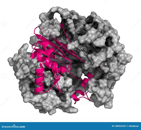 Gamma-glutamyltranspeptidase 1 (GGT 1, Gamma-GT, Gamma-glutamyl ...