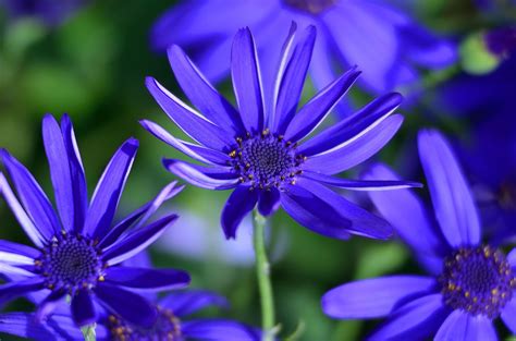 Blue Flowers for Your Garden: Perennials and Annuals in Light and Dark ...