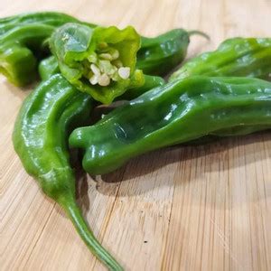 Qualtivate XXX-4A Japanese Shishito Pepper Chilli Seed Price in India ...