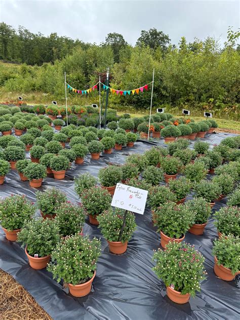 Shop The Field 2.0! Even More Mums & Asters! , 64 Durant Road Berwick ...