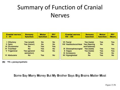 PPT - The Brain and Cranial Nerves PowerPoint Presentation, free ...