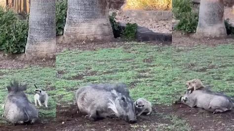 Disney's The Lion King characters are real! Watch Timon and Pumbaa's ...