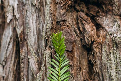 Tree 的图像结果