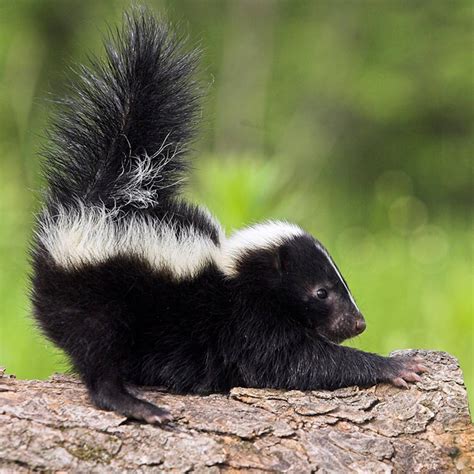 How Long Does It Take For Skunk Smell To Go Away On A Dog