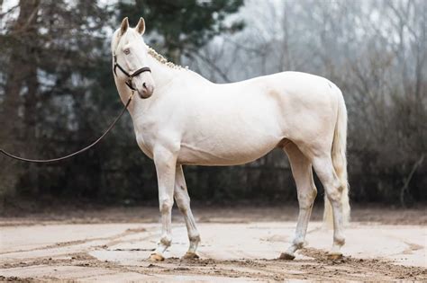 15 White Horse Breeds You Should Know - Seriously Equestrian