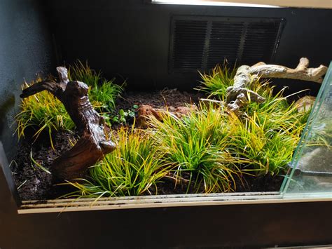 Buy Dwarf Miniature Golden Sweet Flag Plants - FREE SHIPPING - 10 Count ...