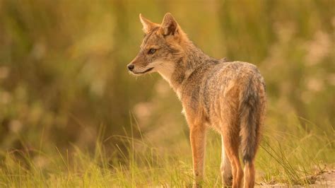 Golden Jackal Animal Facts - Canis aureus - A-Z Animals