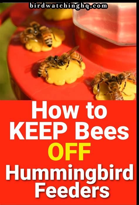 What Will Keep Bees Away From My Hummingbird Feeder at Milla Slessor blog