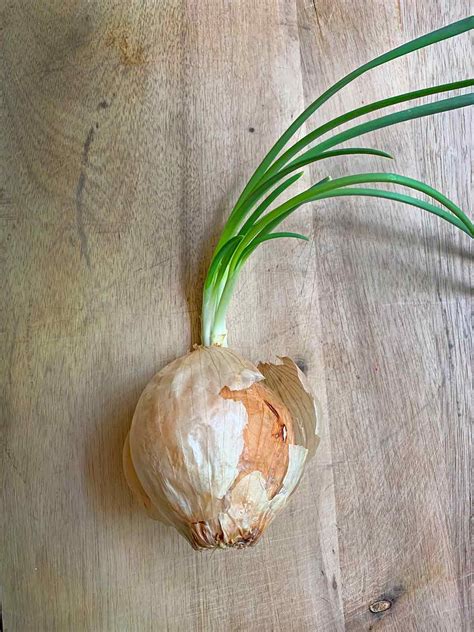 How to Plant a Sprouted Onion - Mighty Mrs | Super Easy Recipes