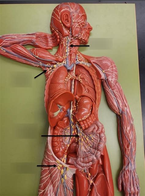 Image result for Lymphatic Trunks Model