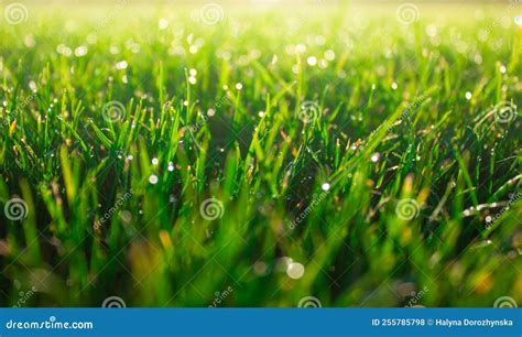 Morning Dew on Green Grass. the Concept of Cleanliness and Freshness ...