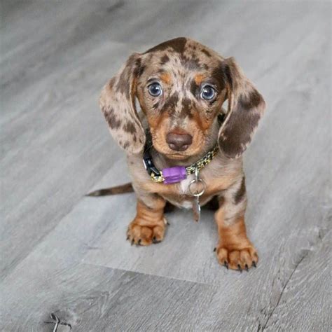 Dapple Dachshund Puppies