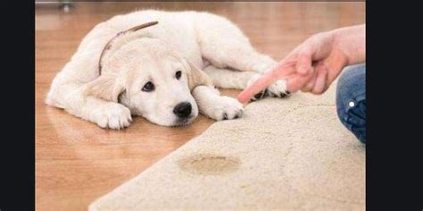 为什么有些狗喜欢石头 为什么狗狗会喜欢玩石头-四得网