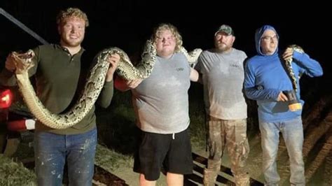 Image result for Largest Python Found in Florida