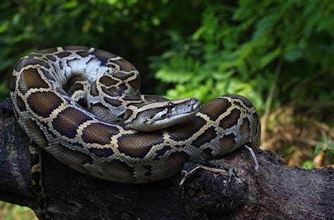 Image result for Python Tutorial Giraffe Academy