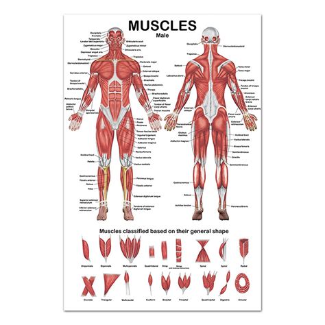 Buy VEILTRON Muscular System Anatomical Muscle Anatomy Chart In front/Back Sided 19.69x27.56 ...