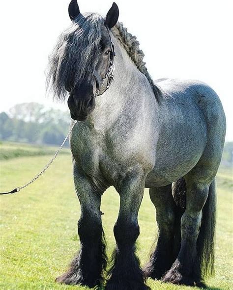 Pictures Of Dutch Draft Horses at Kai Chuter blog