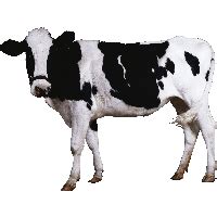 Image result for Cow Pi Python