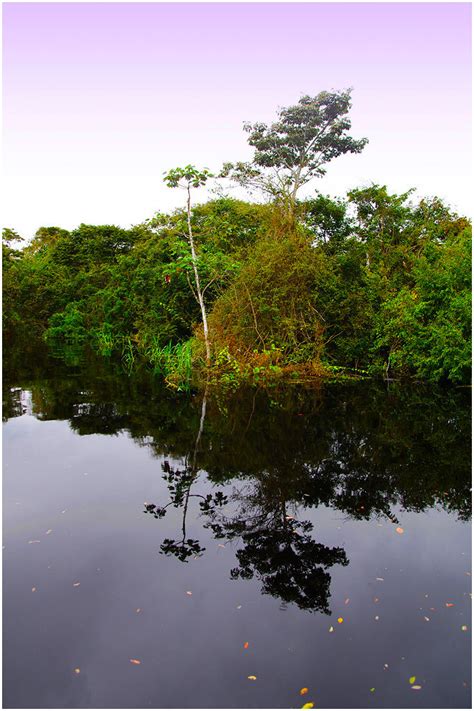 巴西·亚马逊雨林最原生态树屋酒店-序赞网