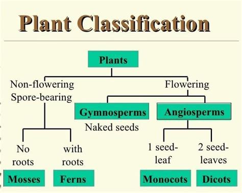 flow chart of kingdom plantae. - Brainly.in