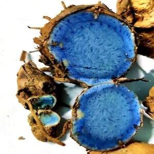 DEVAMA THE DIVINE Rhizoms, Curcuma Caesia,, KALI, HALDI, DEVAMA, DEVAMA ...