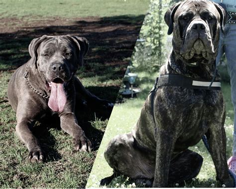 Cane Corso Mastiff 的图像结果