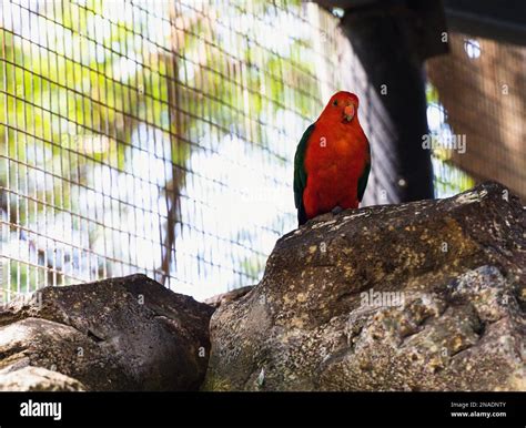 Animals Endemic To Victoria