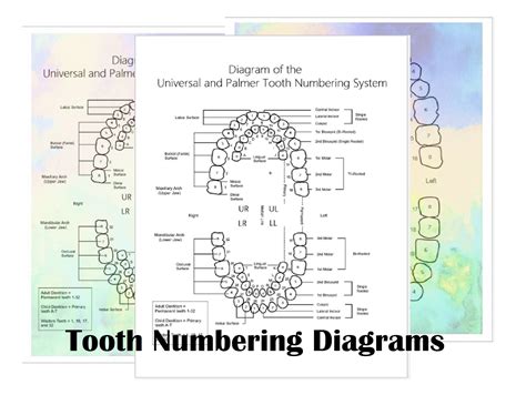 Dental Tooth Surfaces Chart at Edward Stenhouse blog