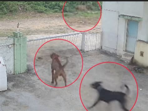 The lion walks away, the dog barks, the old saying proven on CCTV