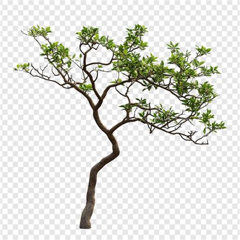 Images de Arbres Png – Téléchargement gratuit sur Freepik