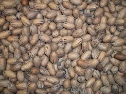 Nuez en Productora de Nuez de México - ppfam.com