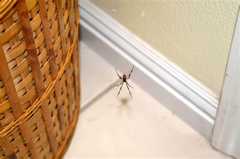 How Do I Get Rid of Spiders in My House? - Brody Brothers