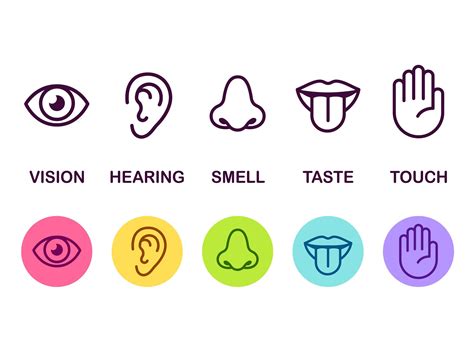 The 5 Senses plus 3 more | MooMooMath and Science