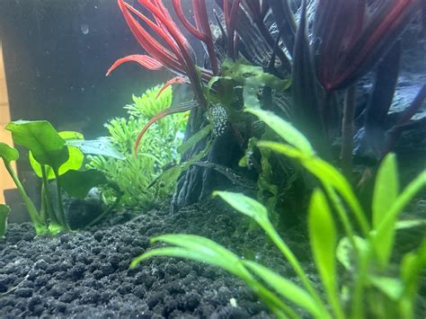 Bladder snail eggs? : r/aquarium