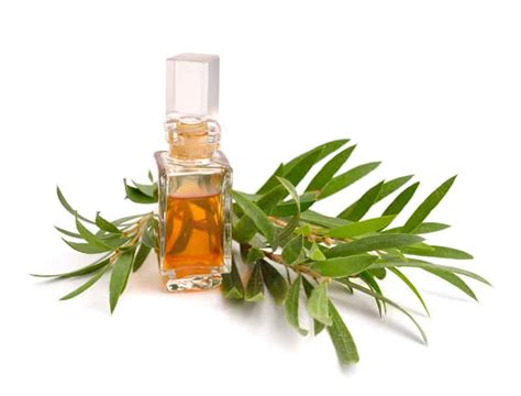 Tea tree oil